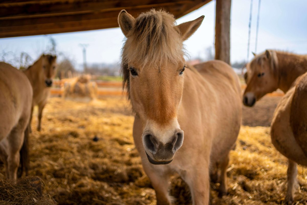 Hesteforsikring_AdobeStock_1280938753