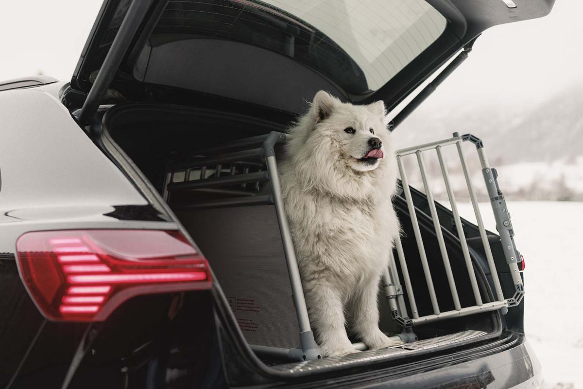 Hundeforsikring_PAL_6772