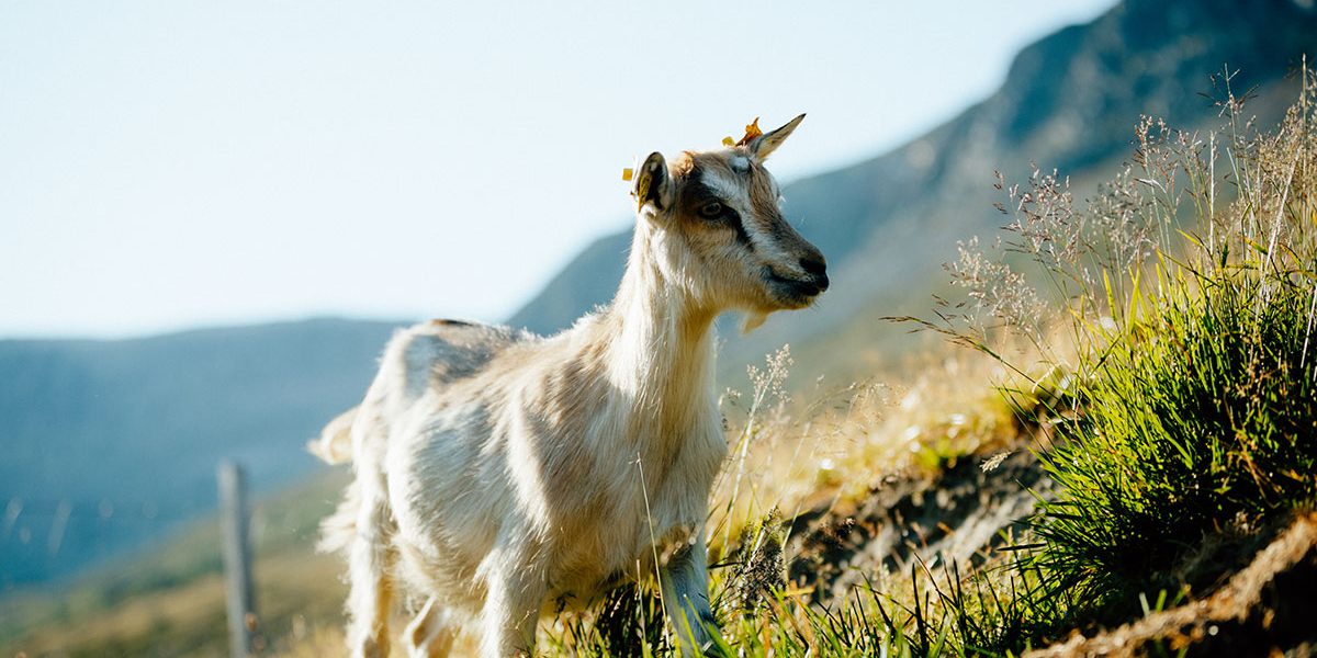 Landbruk_02_IMG_0503